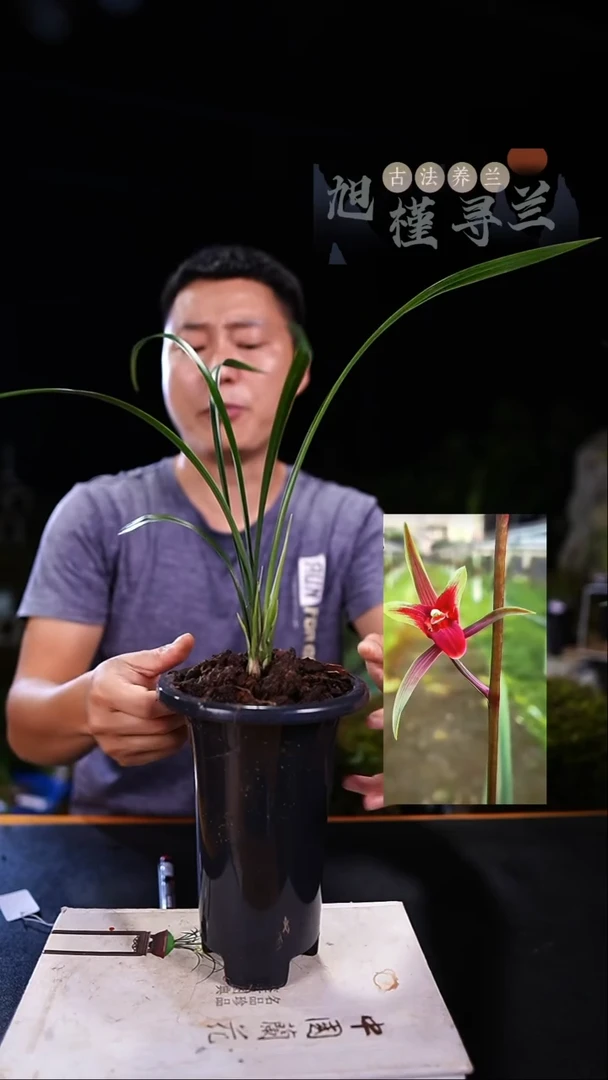 当前无花栽培后可以开花辉*寒兰-国艳（2苗带花苞）寄养