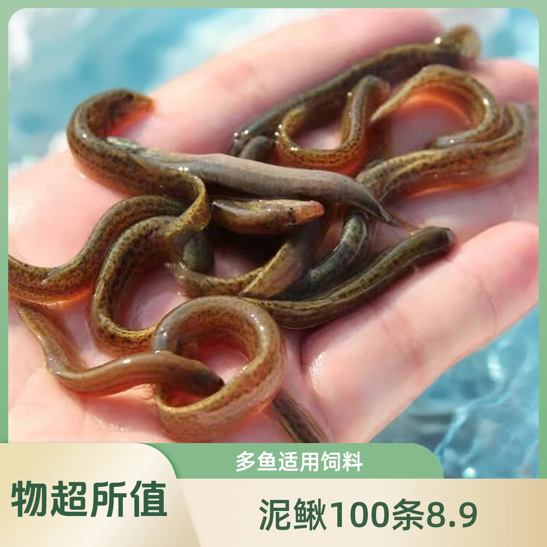 喂宠泥鳅饲料鱼喂龙鱼喂乌龟饲料六角鱼口粮观赏鱼喂桂鱼鲈鱼各种