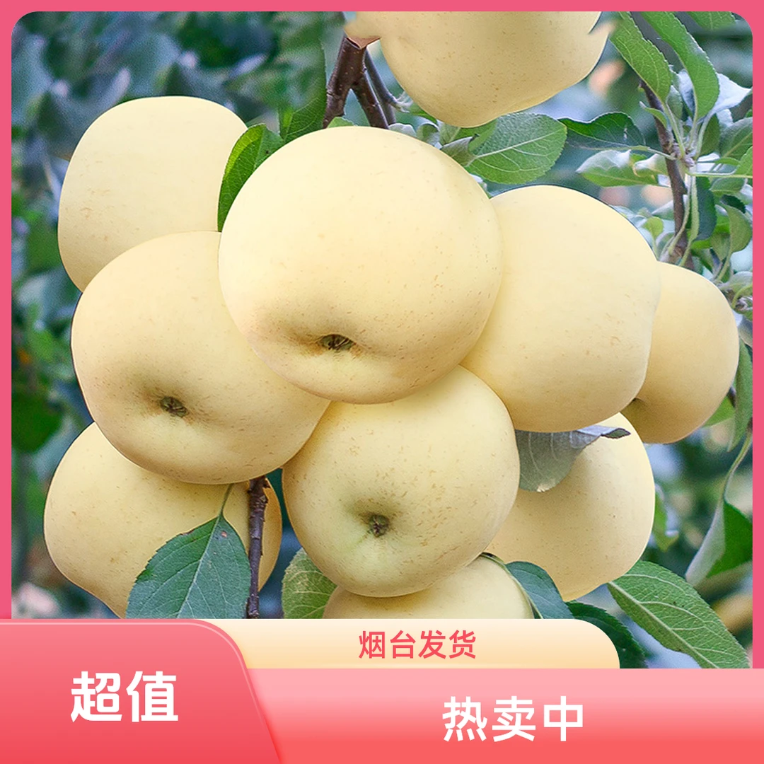 黄奶油富士烟台发货苹果4.5斤8.5斤糖心苹果