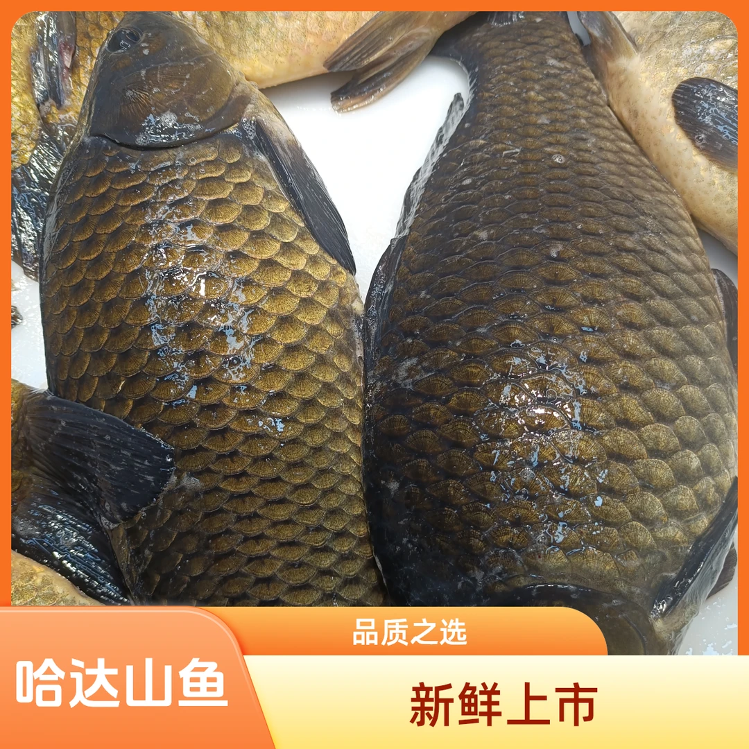 哈达山黄金鲫鱼7 斤多一单不超 3 条