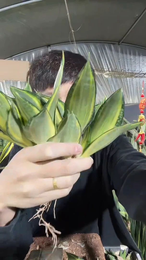 金丝尼侧芽4棵9.9