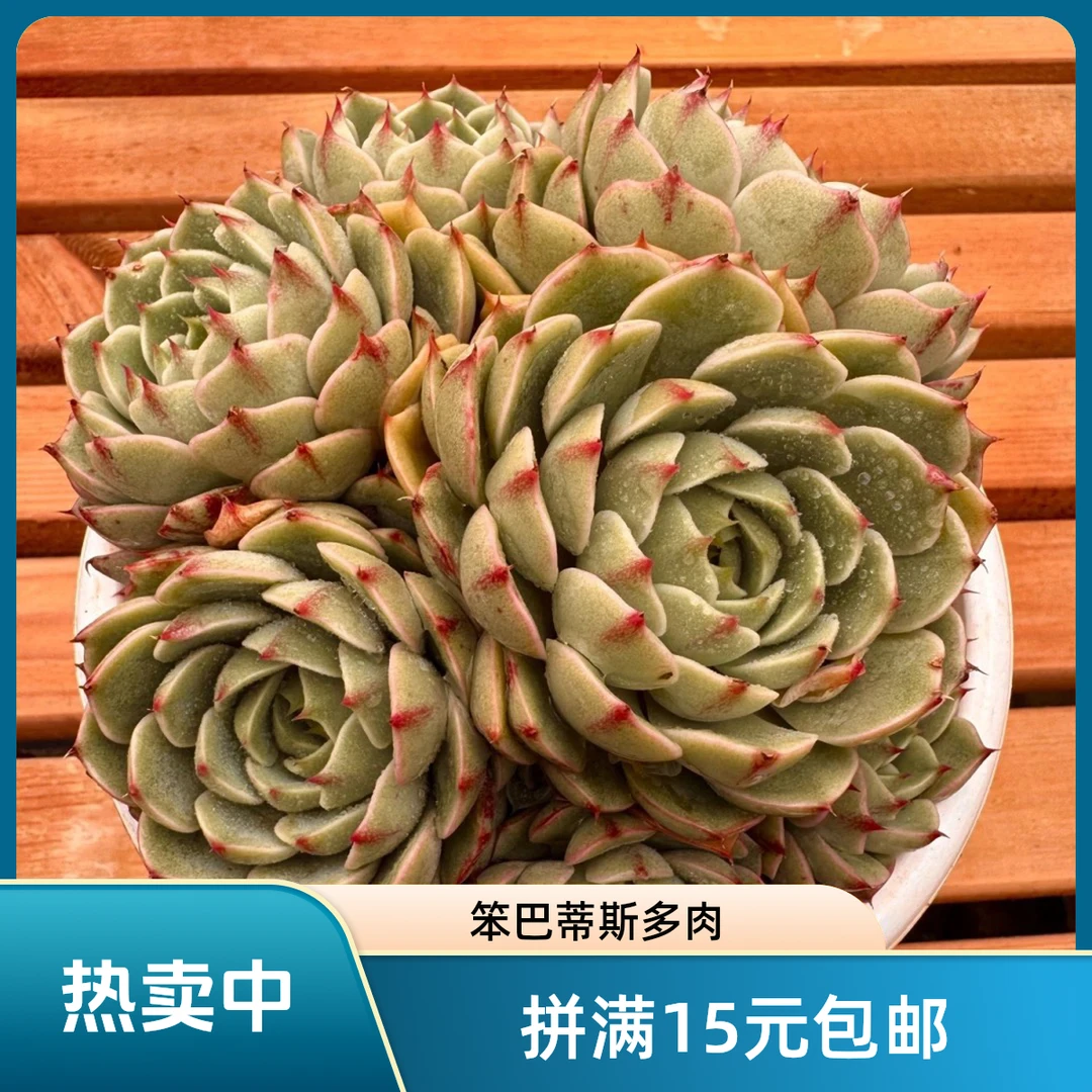 笨巴蒂斯(拼满15元包邮)多肉植物阳台露台办公室绿植植新手好养