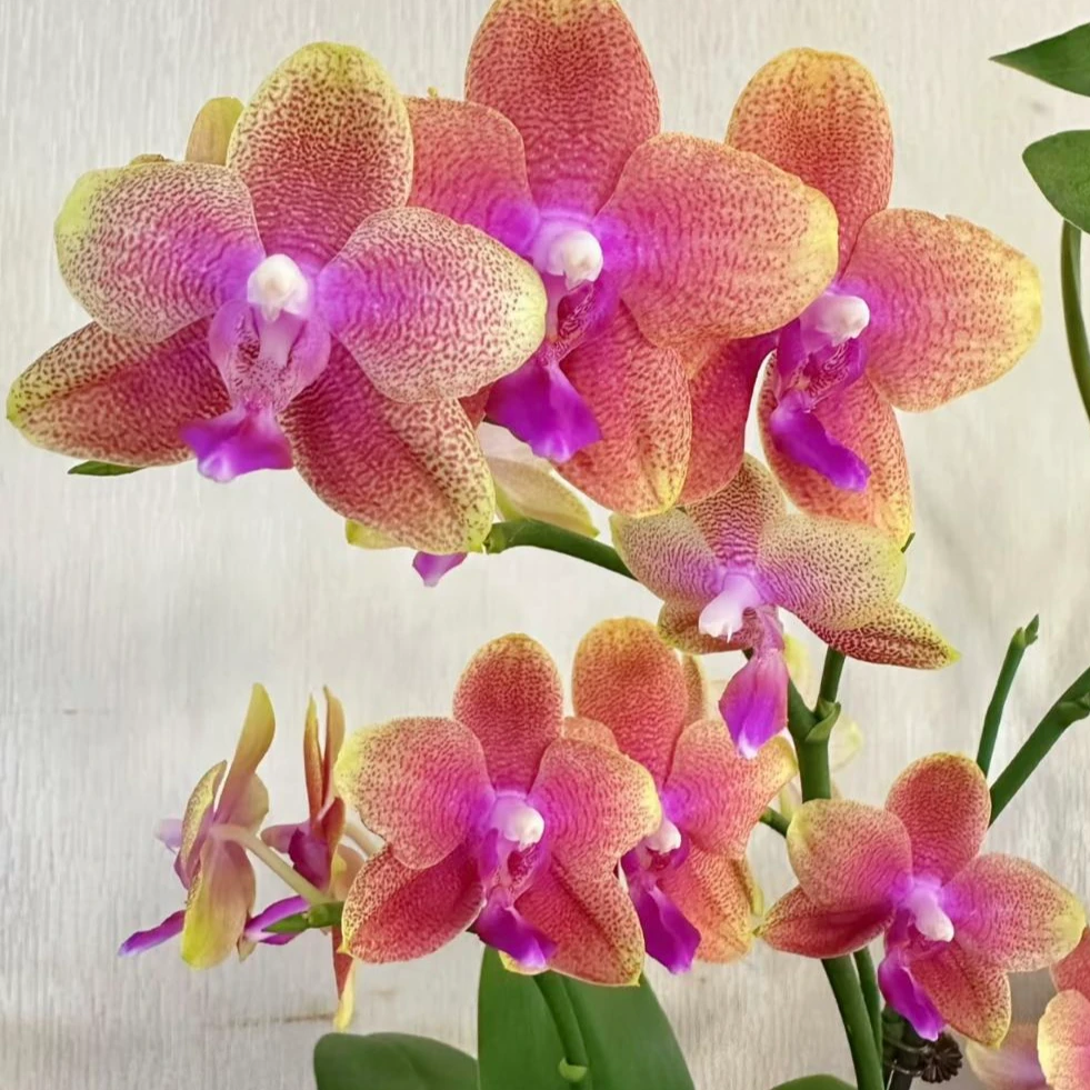 【盼盼鲜花】相恋伯克利--蝴蝶兰 鲜花两单起包邮 云南鲜花基地直发