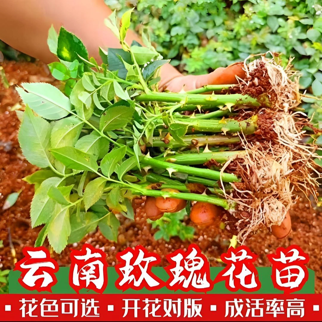 昆明发玫瑰花苗月季小苗四季栽室内阳台盆栽室外地栽蔷薇花树苗花