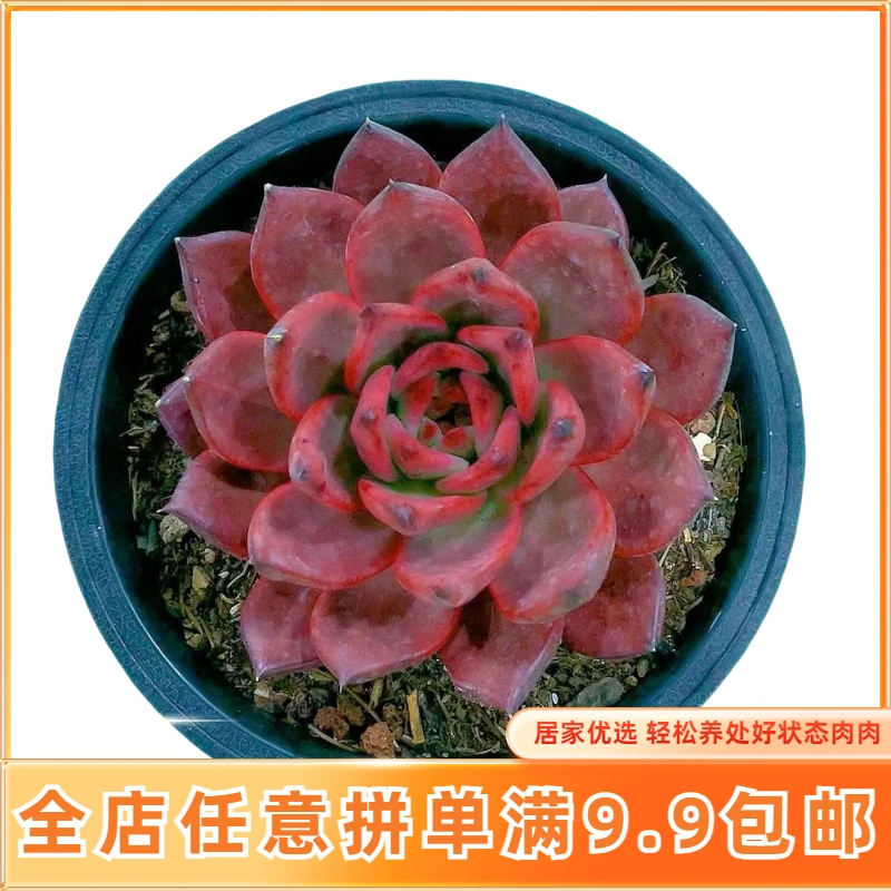 【阿姆斯壮壮】【满9.9包邮】星花怒放阳台办公绿植多肉植物在栽种养