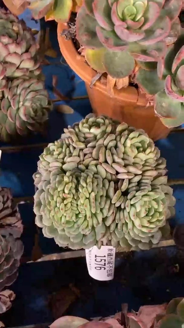 【闪购商品】1756白胖子缀