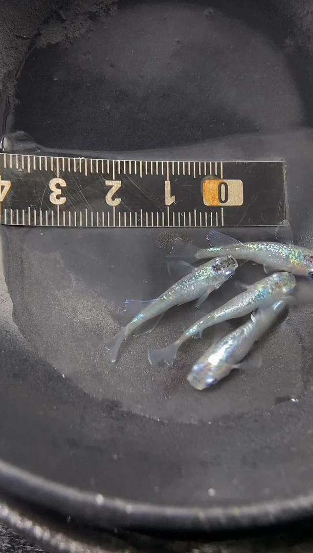 青鳉鱼25妖精···