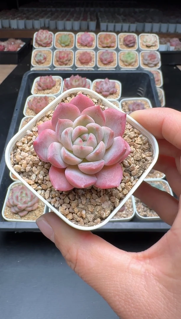 【闪购商品】754A物拍多肉带盆土6.5杯拍3颗包柚