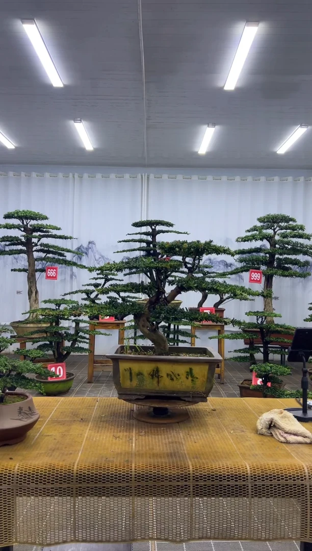 不***哥00000000000000