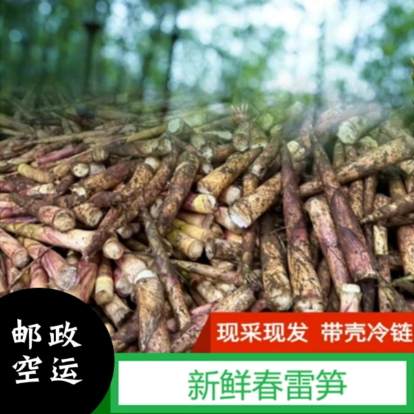 新鲜春笋雷笋甜笋自然笋现挖现发竹笋带壳包邮