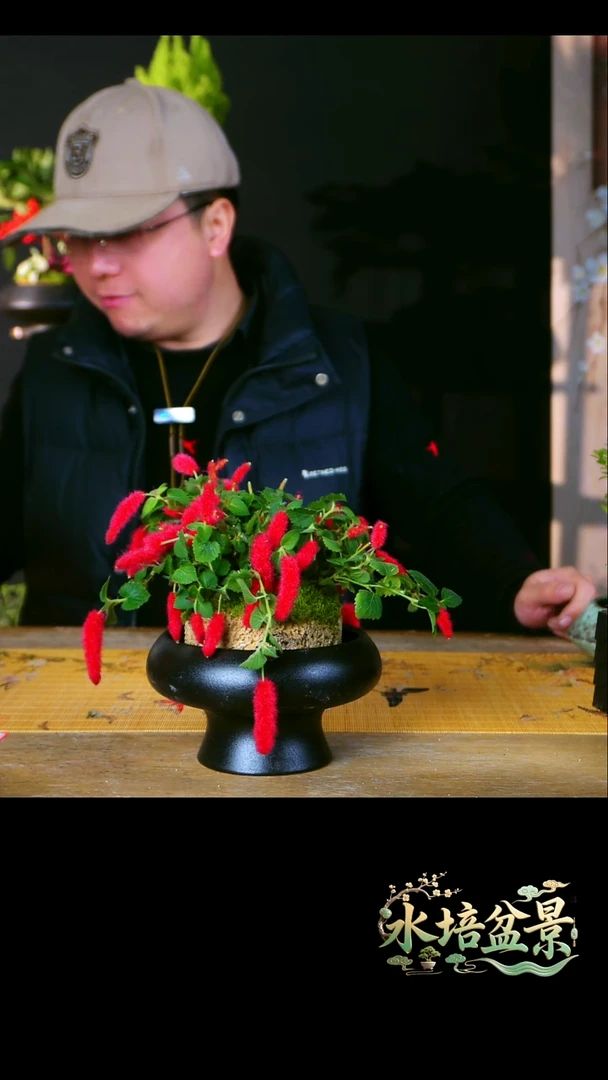 组合盆栽紫椿居一物一拍2