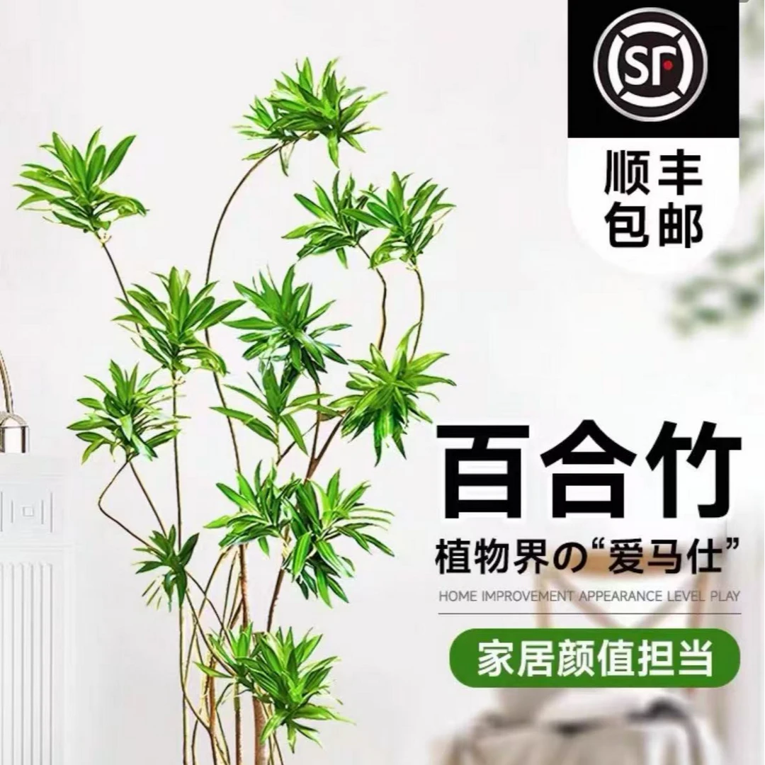 百合竹客厅造型绿植室内大型落地式大盆栽办公室四季常青真花植物