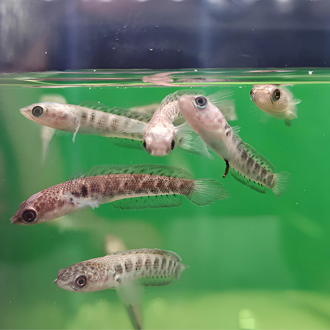 野生黄金眼镜蛇雷龙苗