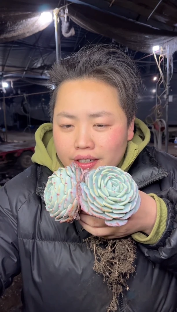 【闪购商品】83-双头起勃朗峰5.99