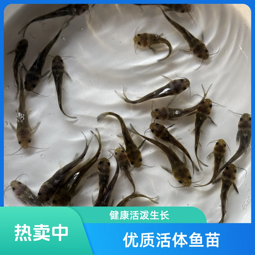 优质耐活黄辣丁鱼苗麦穗鱼活鱼饲料淡水养殖