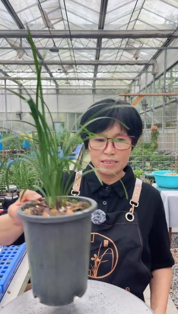 当前无花朵，栽培后可花朵唐**?大富贵，，，，唐波虎