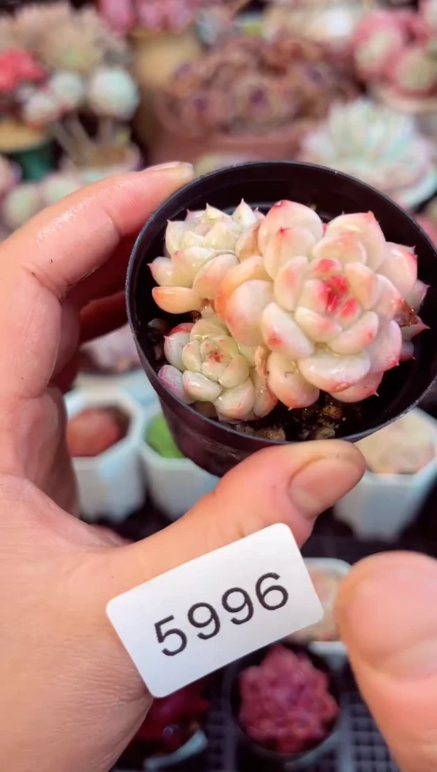 【闪购商品】5996群生糖心多肉