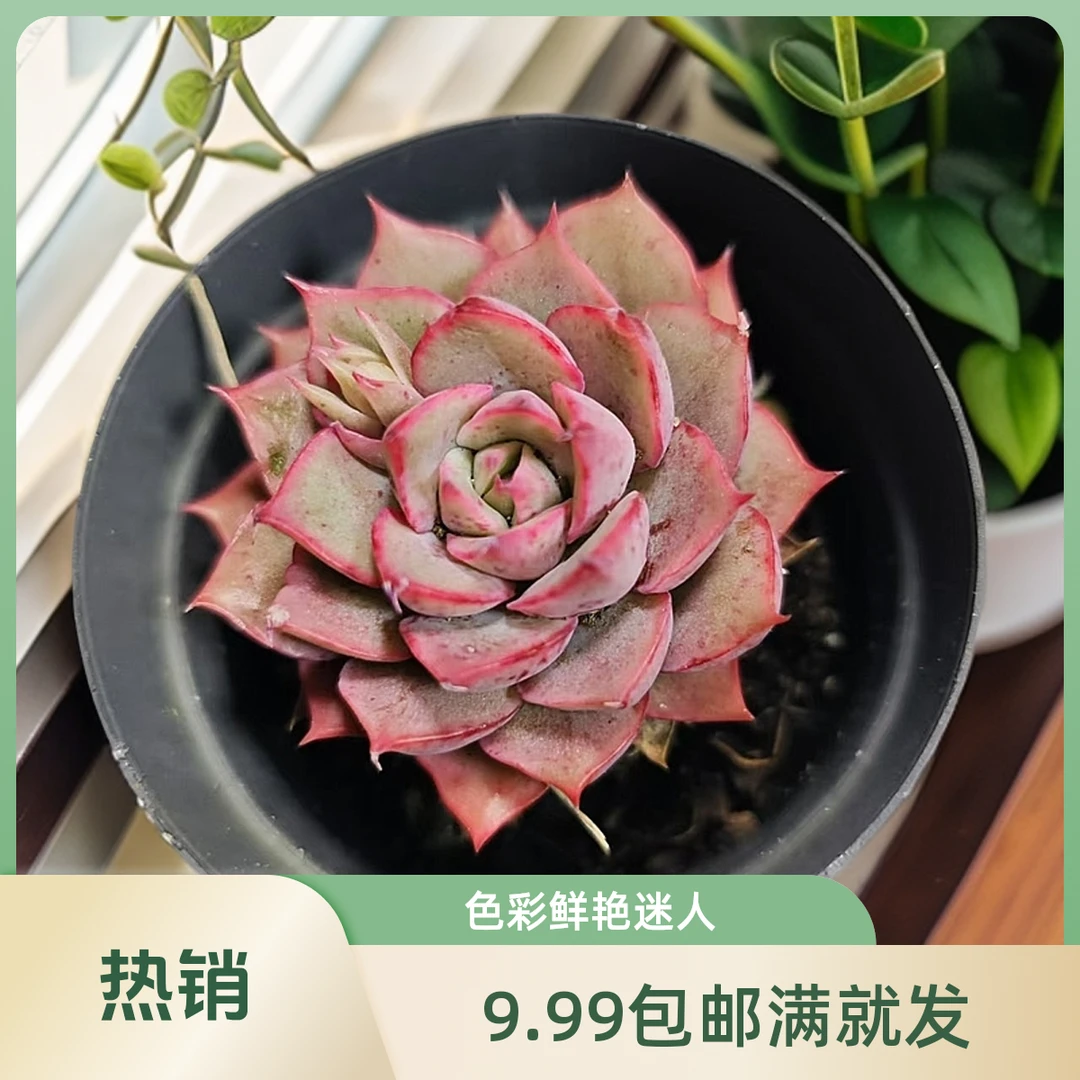 罗拉女王(拼满10元包邮)多肉植物阳台露台办公室绿植植新手