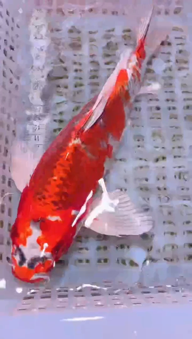 锦鲤冷水观赏鱼全场包邮90