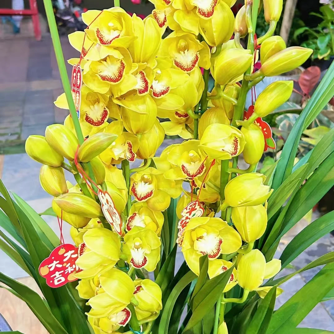 【安妮公主】大花蕙兰5支花剑起发落地款栽种好带花苞发货