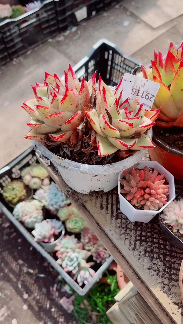 爱**?跃跃精品多肉29115