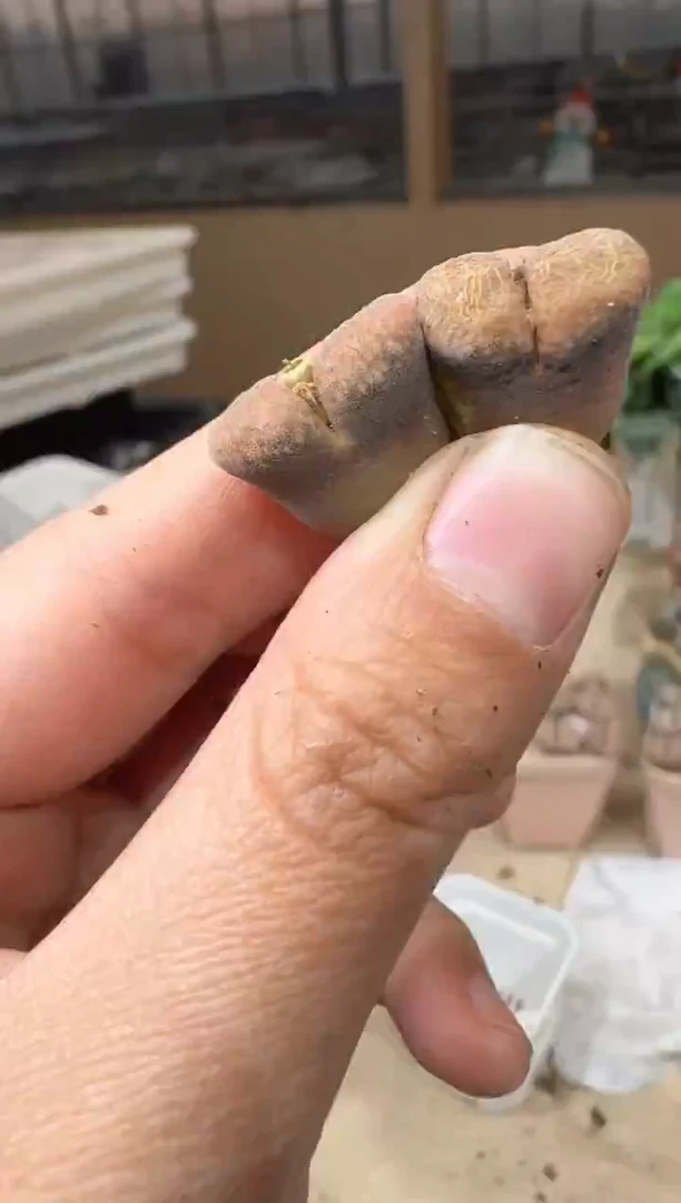 29-331多肉植物肉锥
