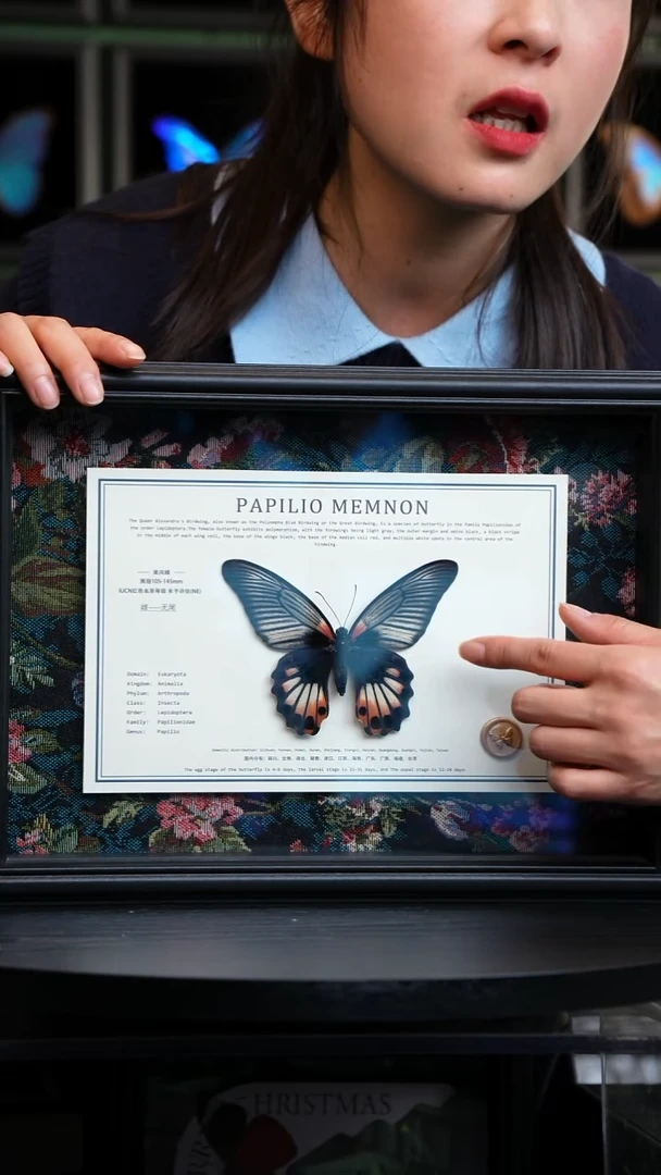 M美凤蝶A4横框布艺款无尾