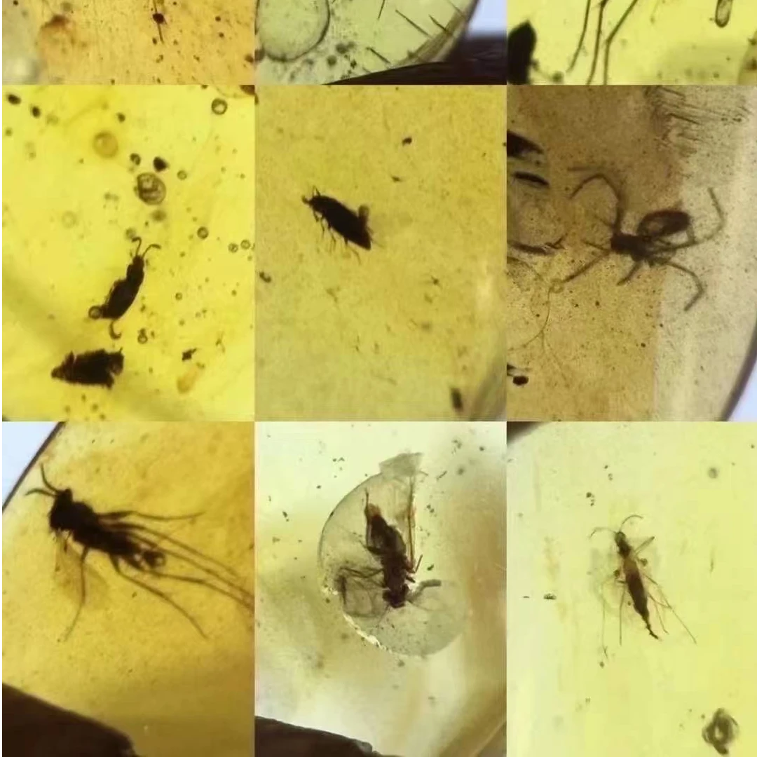 天然缅甸琥珀虫珀标本料