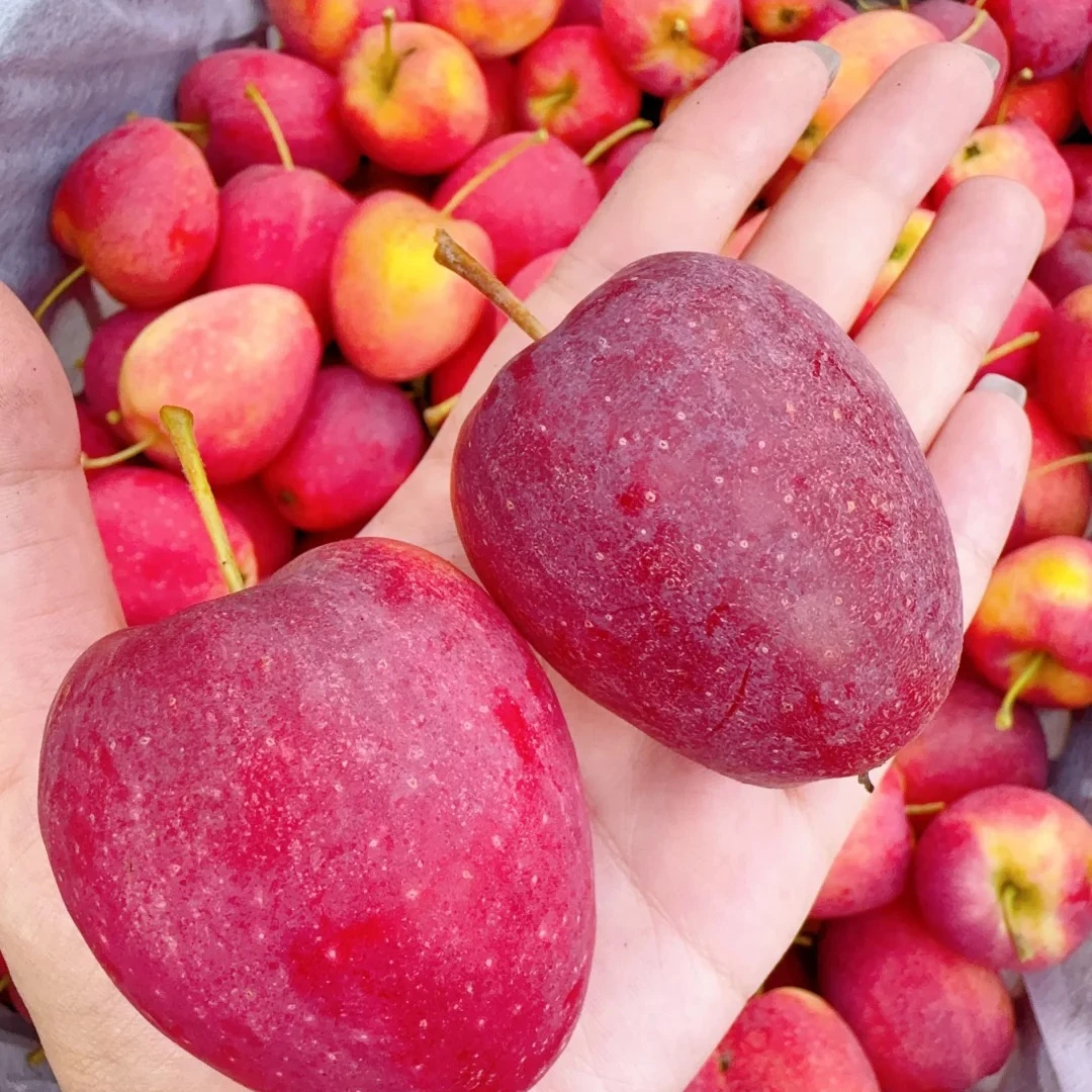 鸡心果 10斤 酸酸甜甜口感 顺丰包邮