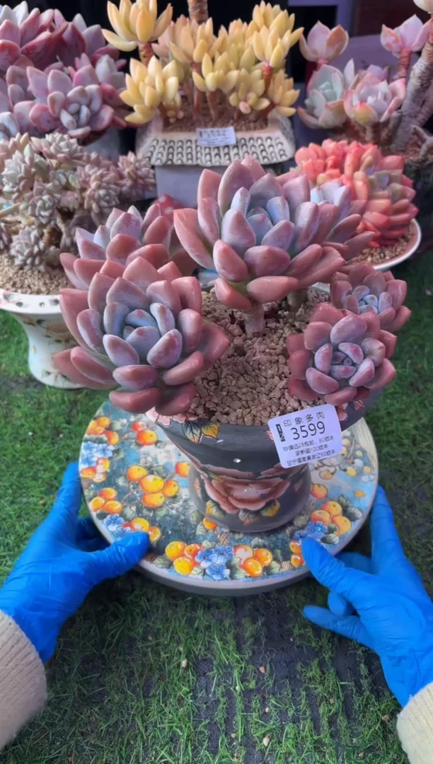 昆明印象多肉3599