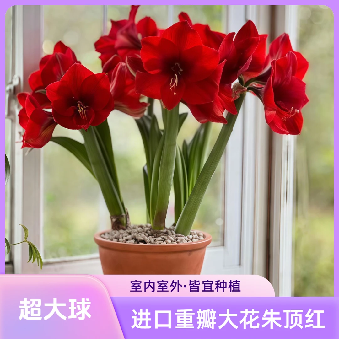 【重瓣朱顶红种球】阿弗雷室内庭院阳台盆栽朱顶红阿弗雷带芽发货