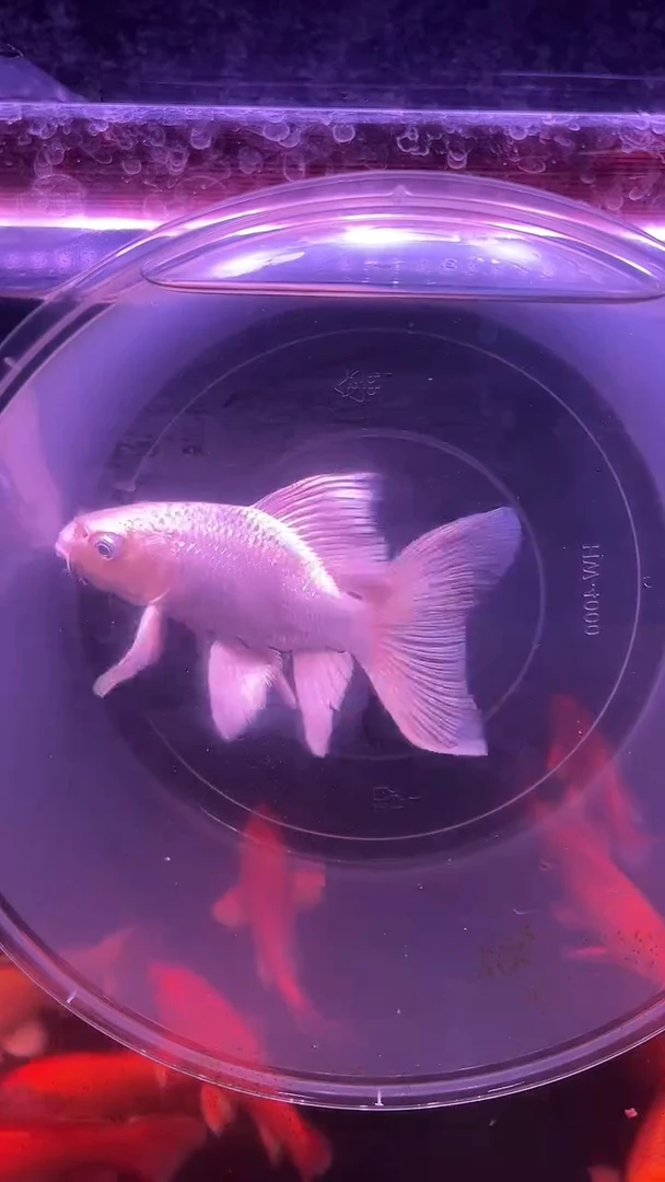 蝴蝶鲤鱼普身精品蝴蝶鲤链接（拆包裹前录视频，有售后问题概不负责