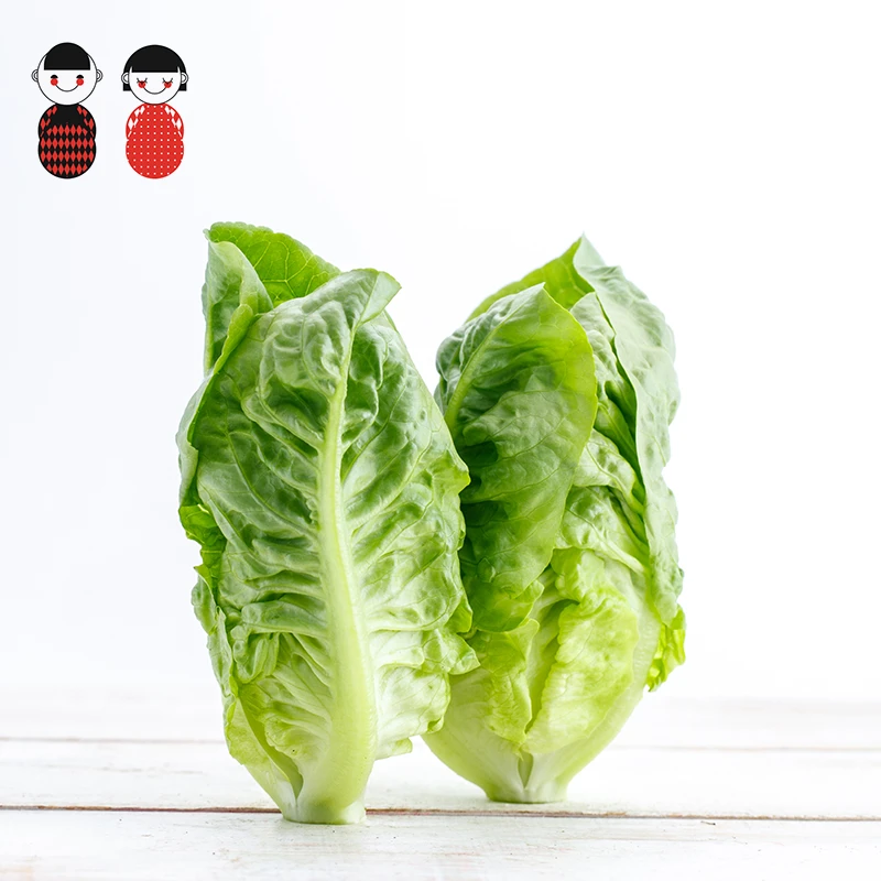 智乔悠地有机罗马生菜250g包心罗马生菜生吃脆生菜