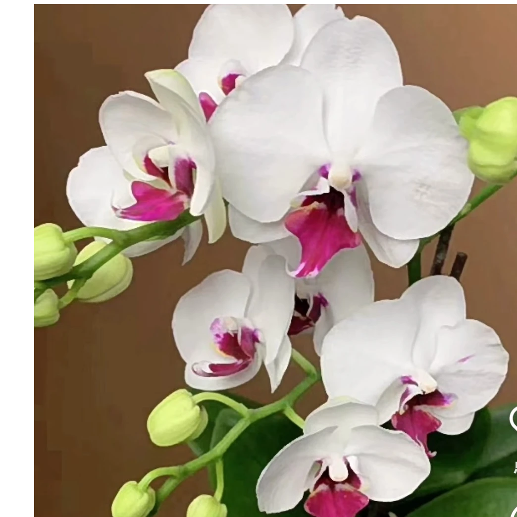 【蝴蝶兰--白水晶】3.0带花剑（未开花）高档花卉，净化空气