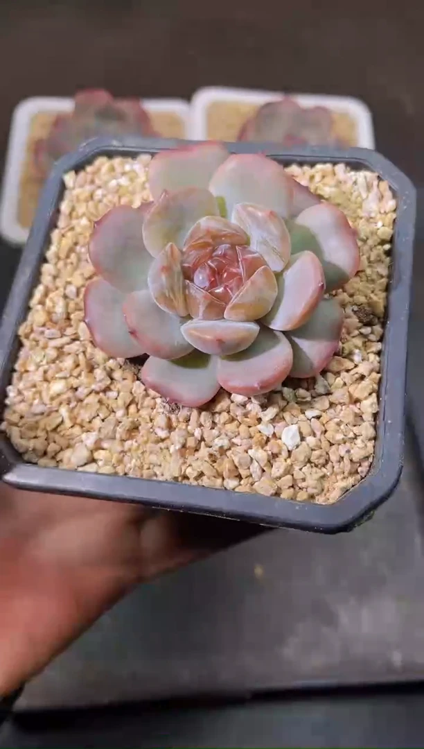 8063红恋随机发一颗量拍