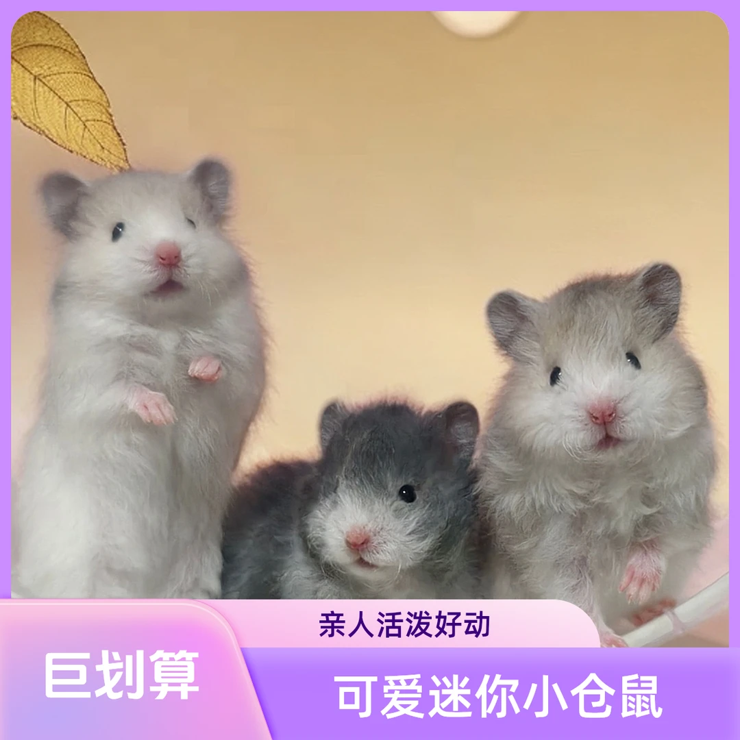 家养科养波利纹金丝熊京东包邮包活