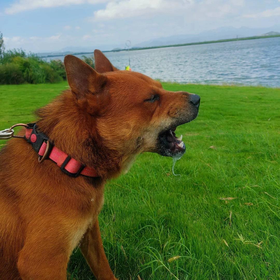 【麦歌犬舍】中华田园犬（一物一拍）家庭宠物狗狗幼犬