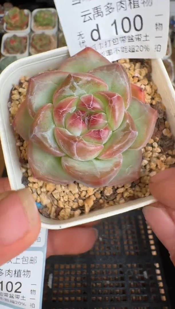 100d盆土发(6.5cm杯）一物一拍 珍妮多肉