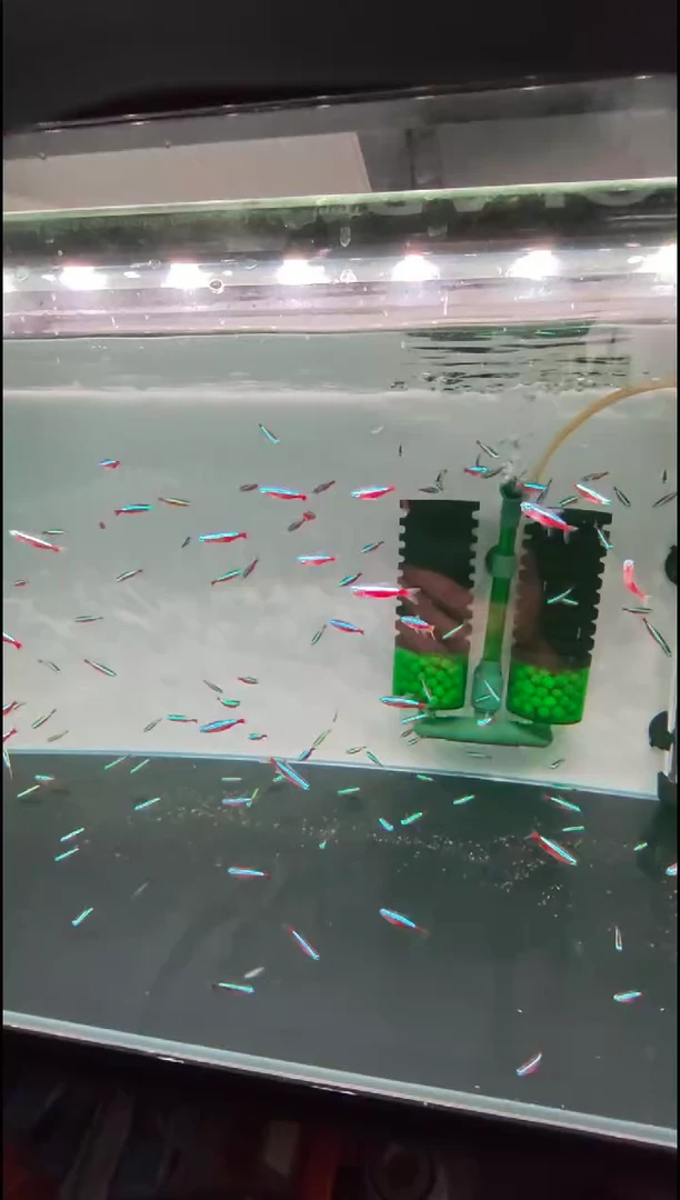灯科鱼ℋ****࿐巴宝（5条）