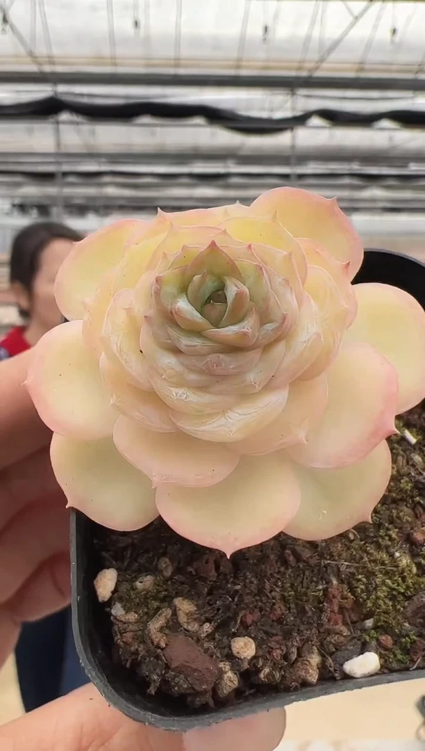 【闪购商品】新款多肉-190