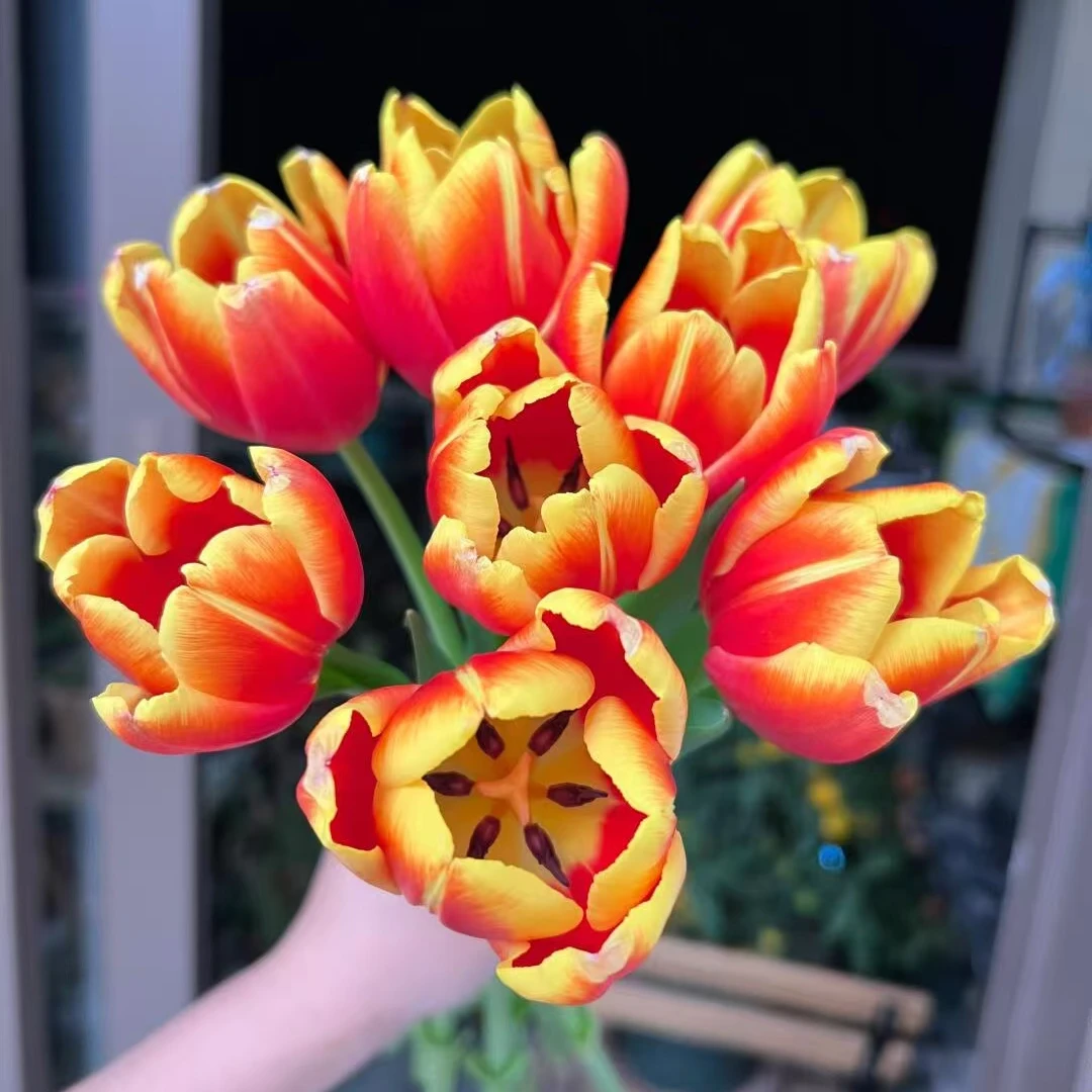橙色郁金香5支（鲜花次日达今天买明天到）