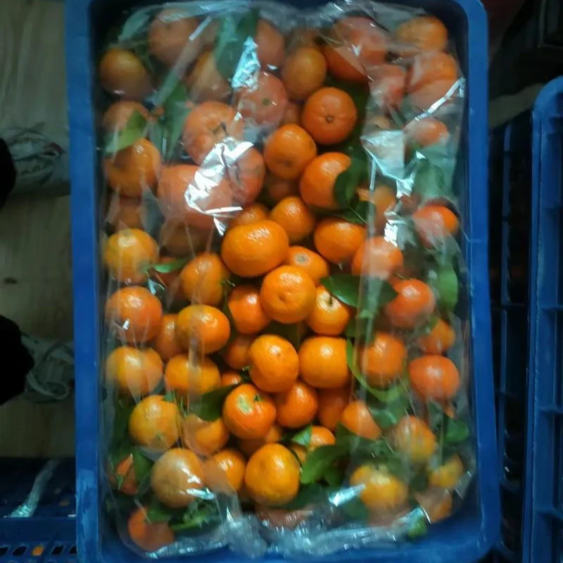 【整件】砂糖桔整件约9斤
