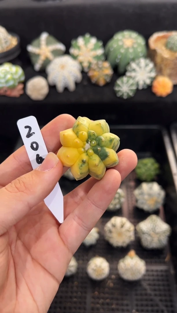 龟甲锦不含盆土实生编码204