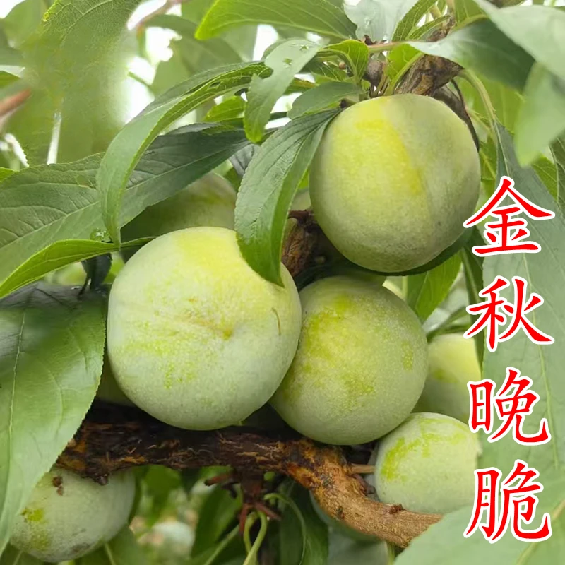 【金秋晚脆李苗】晚熟9月九月青脆李巴山脆清泉蜜脆嫁接李子树苗