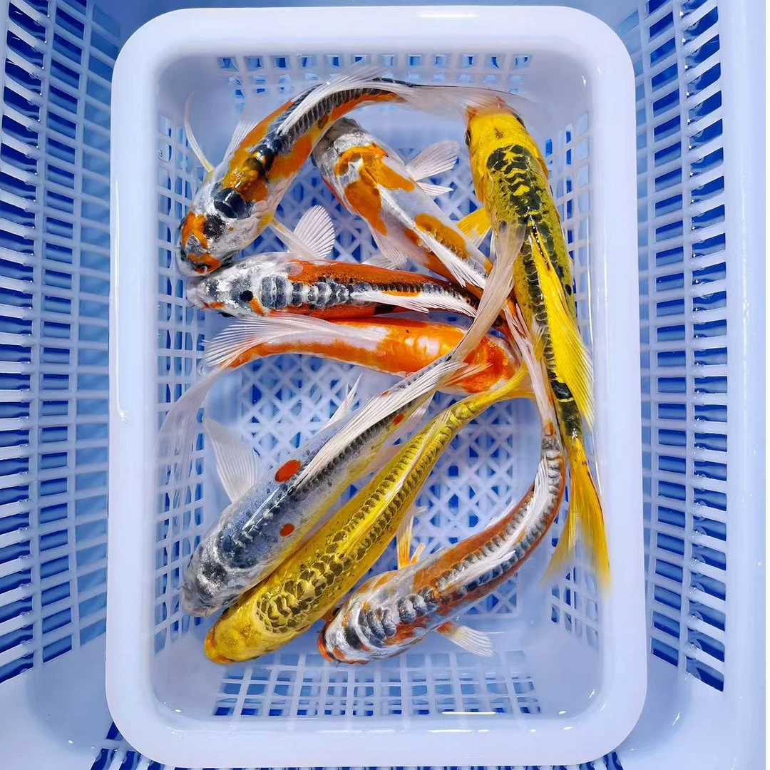 【金银彩松叶混搭】15-17德系日系秋翠冷水观赏鱼好养耐活