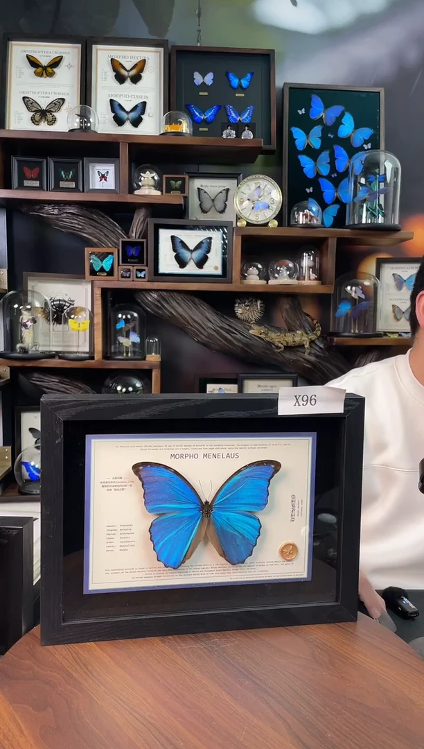 大蓝闪蝶-横向悬浮款【A4平面框】