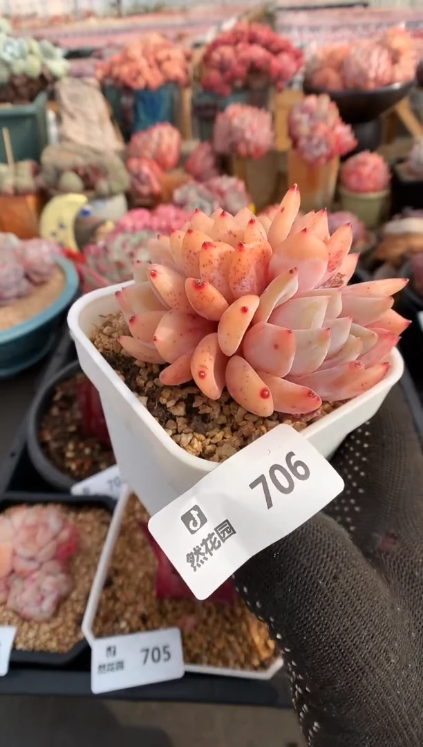 【闪购商品】706雪天使缀一物一拍