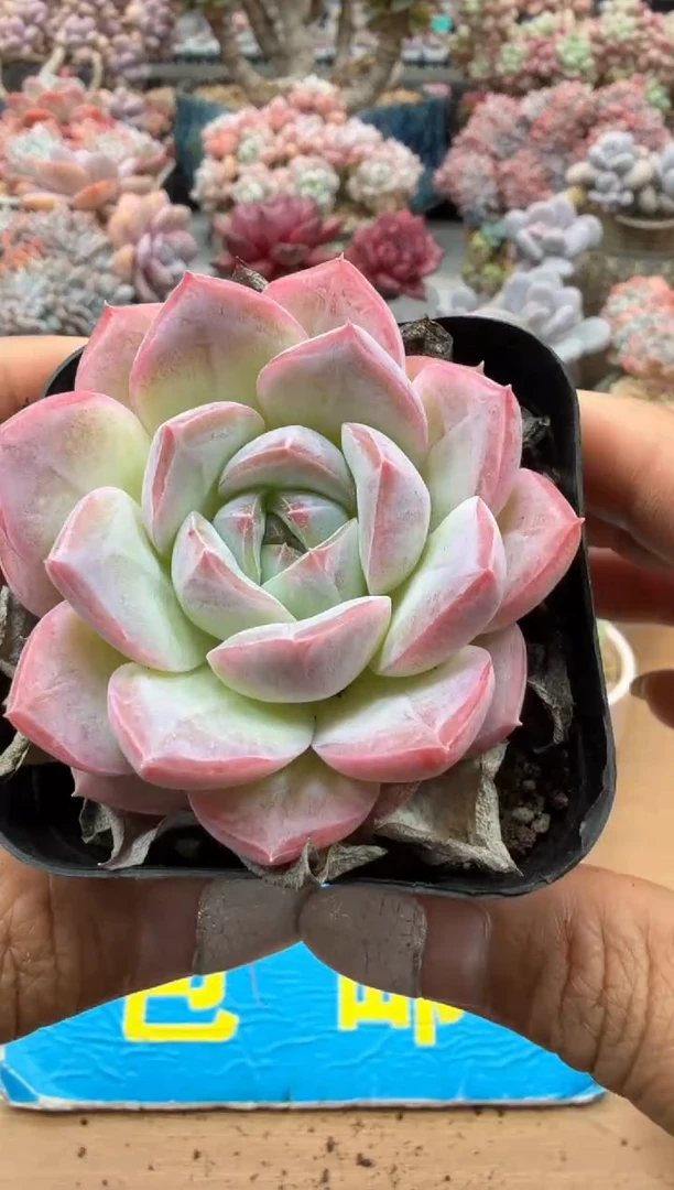 东云多肉园二店-122