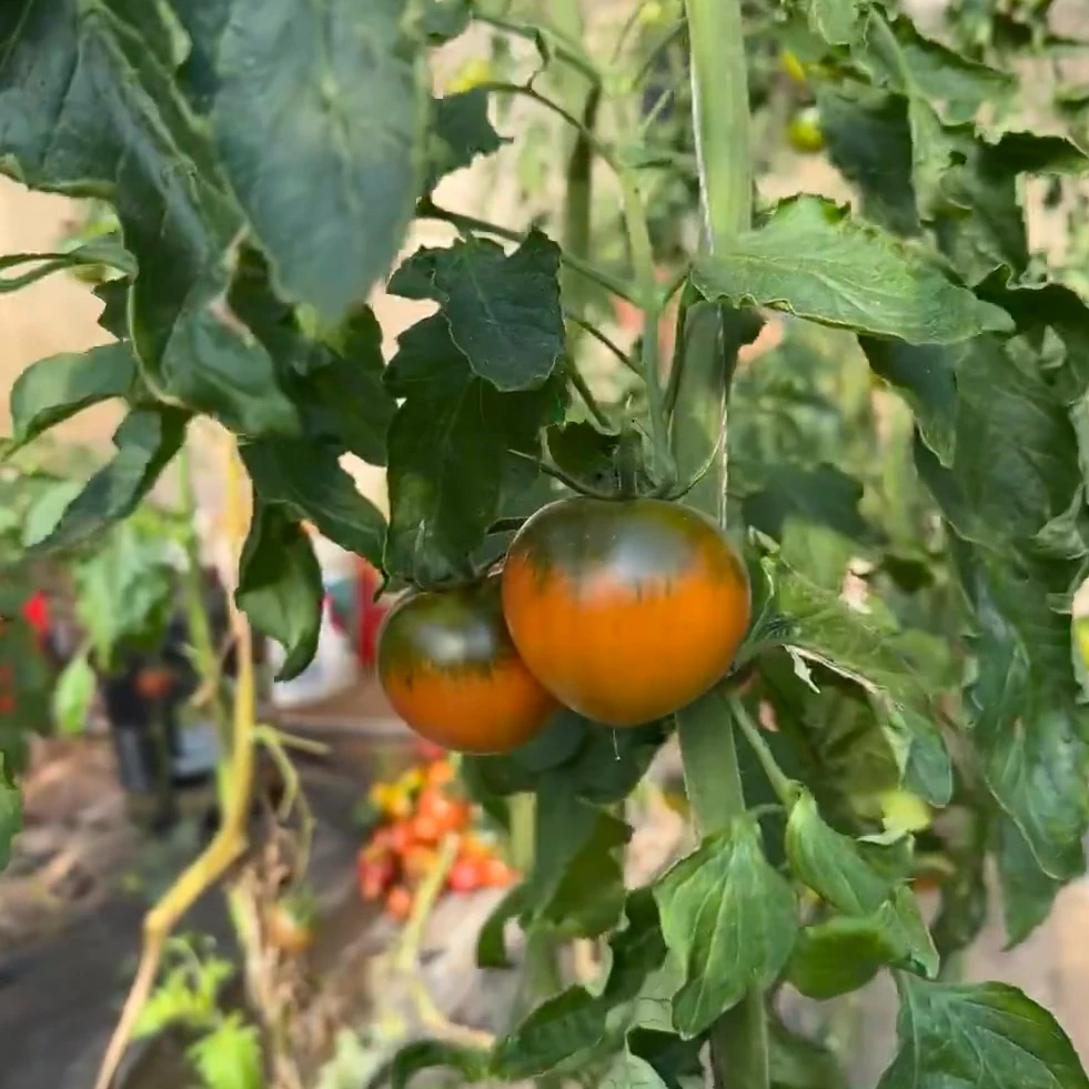 正宗碱地番茄铁皮西红柿现摘应季可生吃