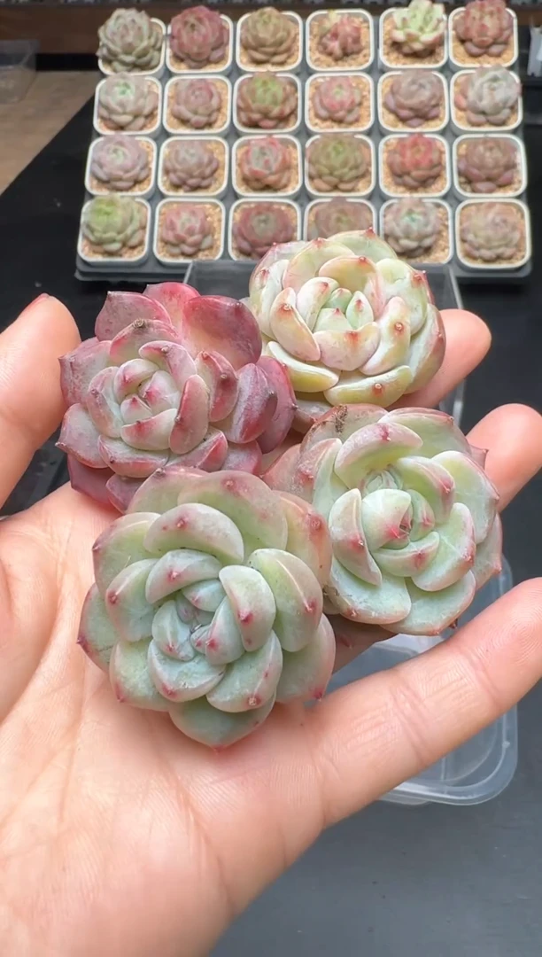 【闪购商品】367A号一物一拍多肉花卉植物拍3颗起发